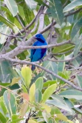 Cotinga nattererii