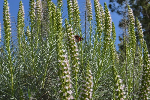 Echium sventenii image