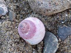 Micrelenchus purpureus