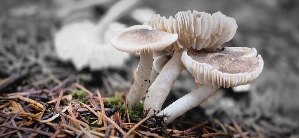 Tricholoma sp. 'terreum-IN01' · November 2025 · photo: © leannestacy (iNaturalist, cc0)