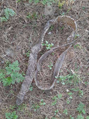 Colubrine Snakes sighting