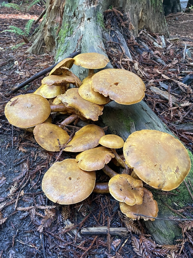 Gymnopilus ventricosus · November 2025 · photo: © chilipossum (iNaturalist, cc-by)