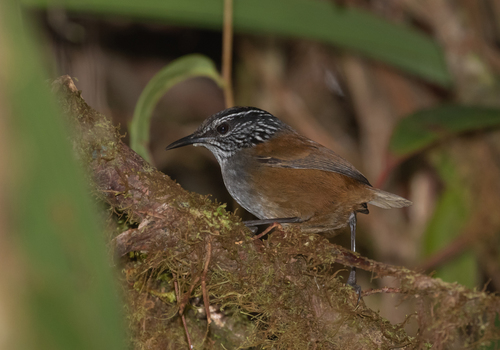 Munchique Wood Wren (Henicorhina negreti), photo 7