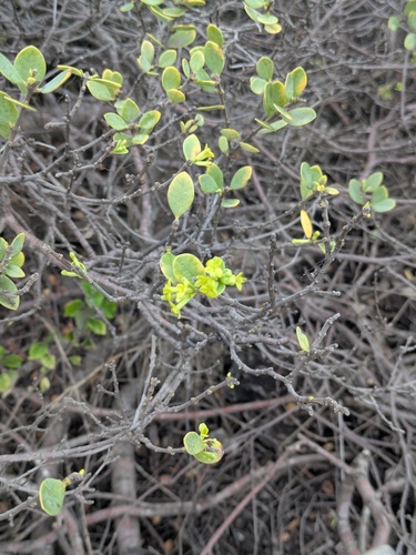 Wikstroemia uva-ursi observed 2025-11-09