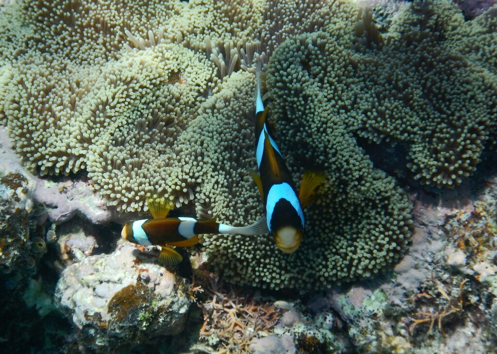 Barrier Reef Anemonefish from Beaver Reef, Australia on September 25 ...