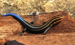 Plestiodon sumichrasti