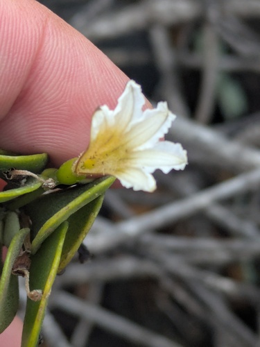 Scaevola coriacea observed 2025-11-09
