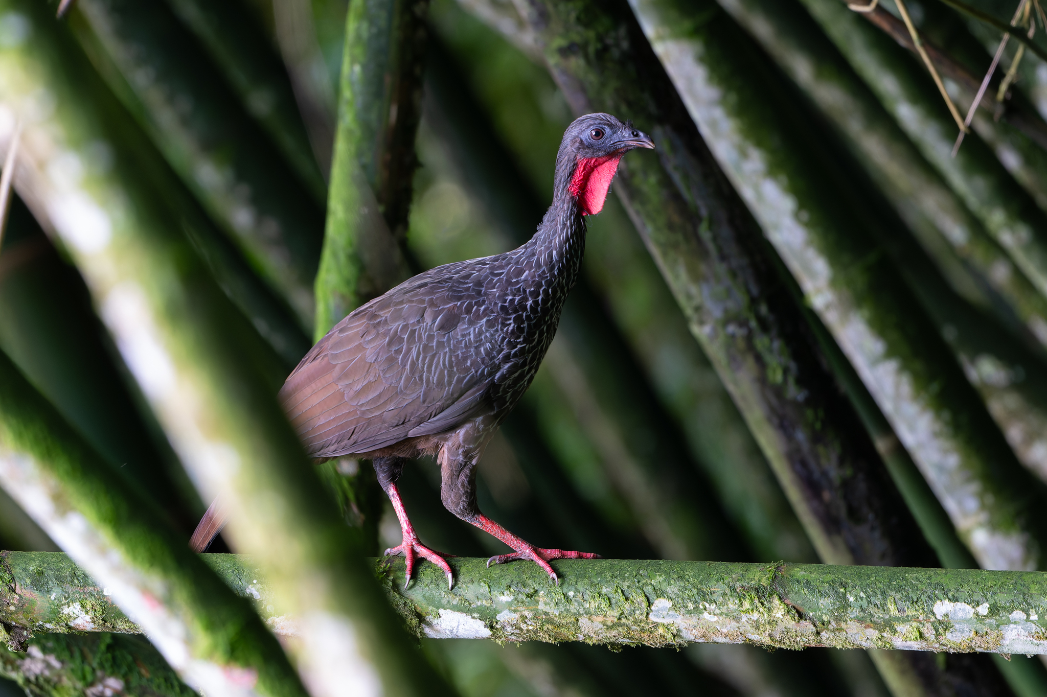 Cauca Guan (Penelope perspicax), photo 9