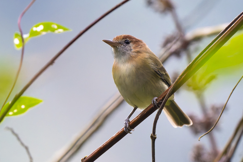 Rufous-naped Greenlet (Pachysylvia semibrunnea), photo 2