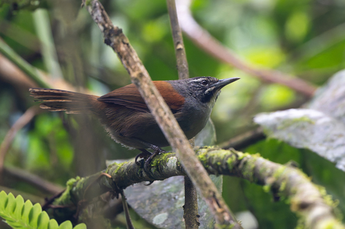 Whiskered Wren (Pheugopedius mystacalis), photo 4