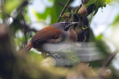 Whiskered Wren (Pheugopedius mystacalis), photo 2
