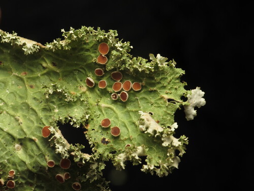 Lettuce Lichen