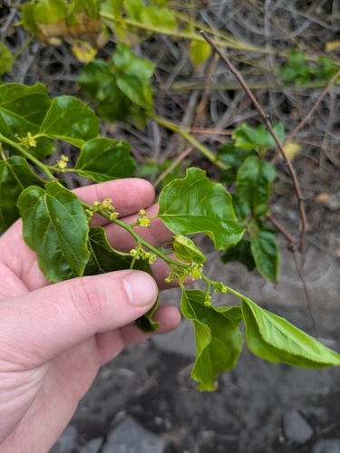 Colubrina asiatica, 2025-11-09