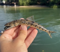 Clouded Lizardfish photo 5