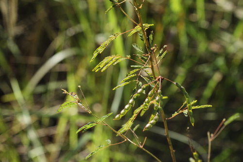 Mimosa somnians observed 2025-06-24
