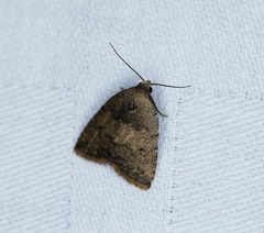 Anachrostis nigripuncta