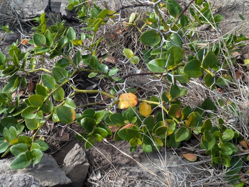 Carissa macrocarpa observed 2025-11-10