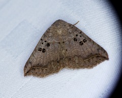 Blasticorhinus rivulosa