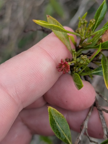 Dodonaea viscosa observed 2025-11-10