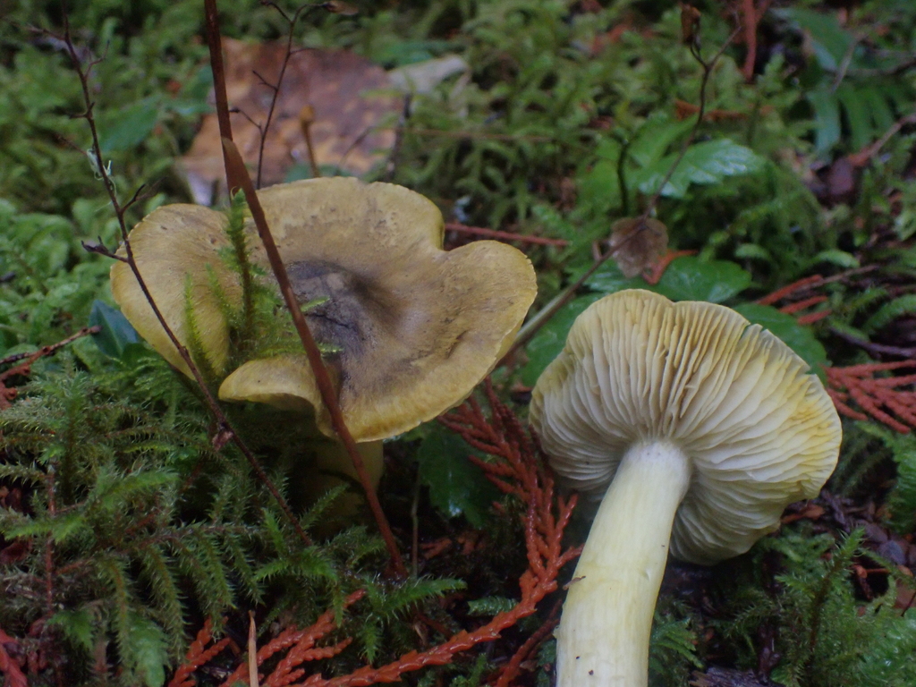Tricholoma atrofibrillosum