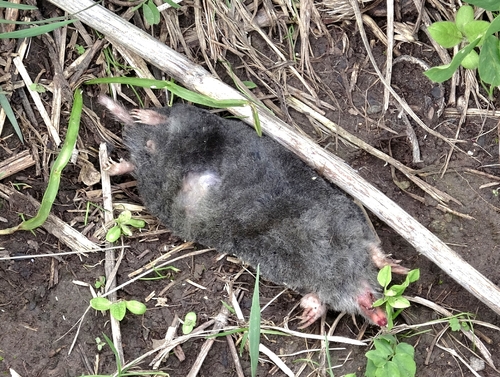 Moles