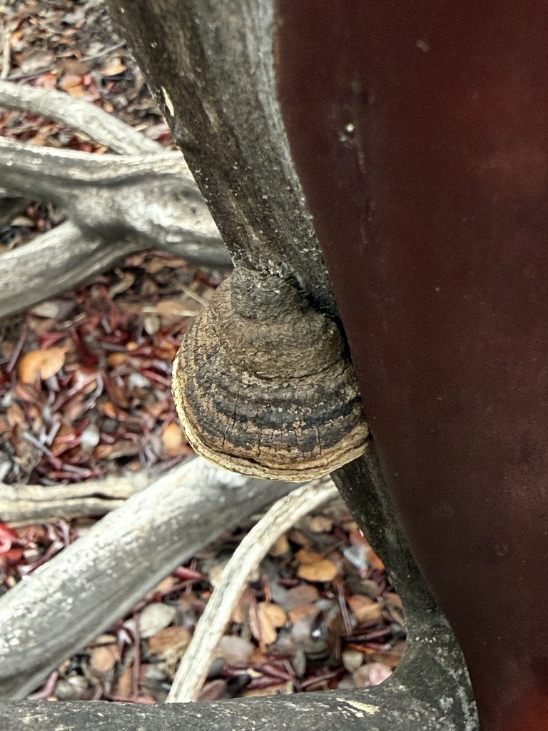 Phellinus arctostaphyli · November 2025 · photo: © rogerraiche (iNaturalist, cc-by)