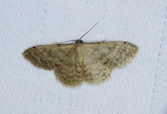 Idaea ptyonopoda
