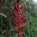 Heliconia huilensis - Photo (c) Juan Andrés leyva, some rights reserved (CC BY-NC), uploaded by Juan Andrés leyva