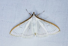 Palpita warrenalis