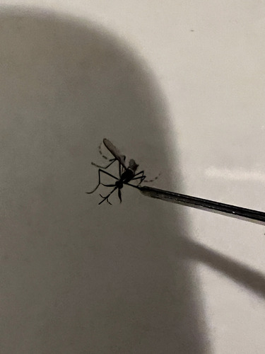 Unknown species found near St Augustine Shores, FL 32086, USA