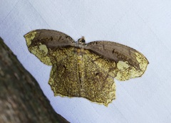 Pareumelea eugeniata