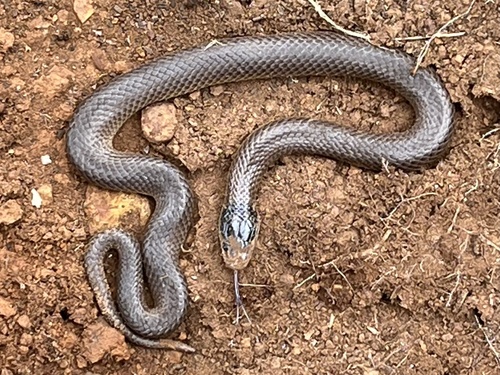 Whip Hooded Snake sighting