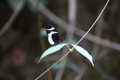 Heliconius eleuchia eleuchia