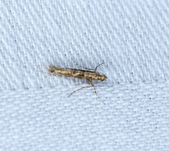 Stomphastis polygoni