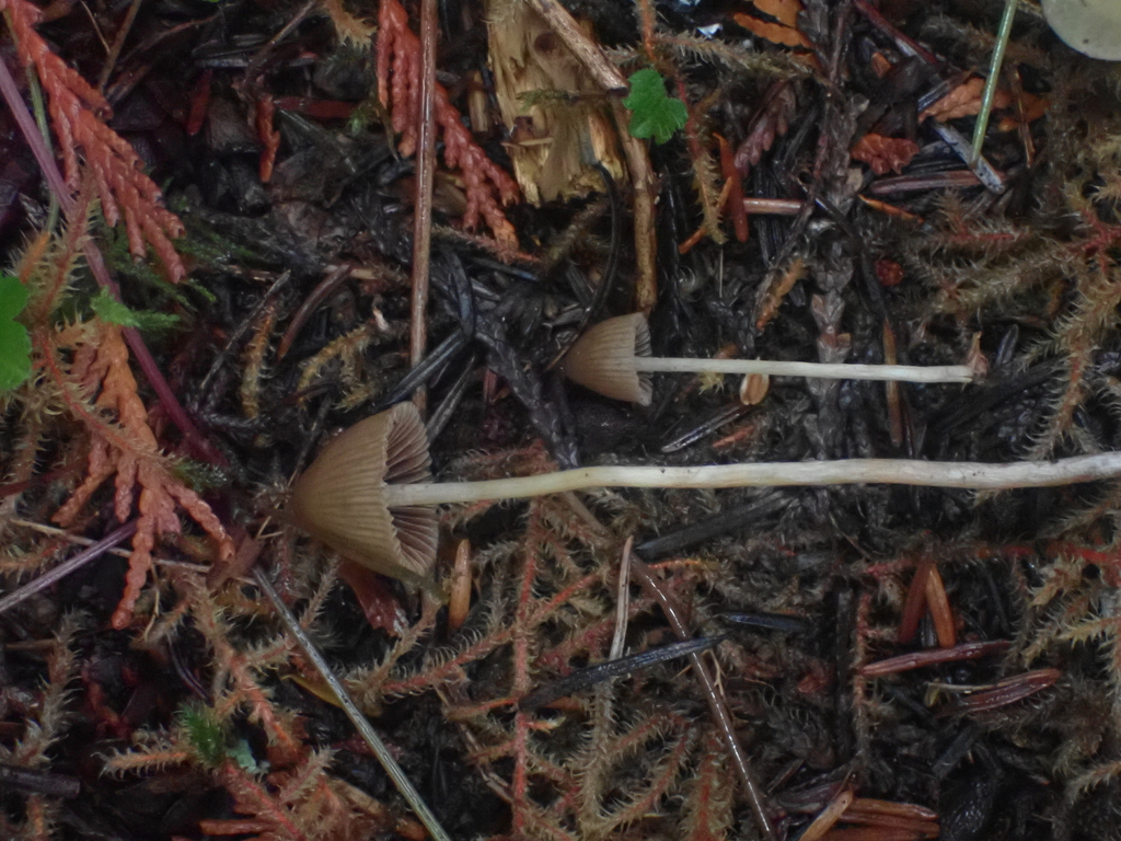 Psilocybe pelliculosa · November 2025 · photo: © dgwdoesthings (iNaturalist, cc0)