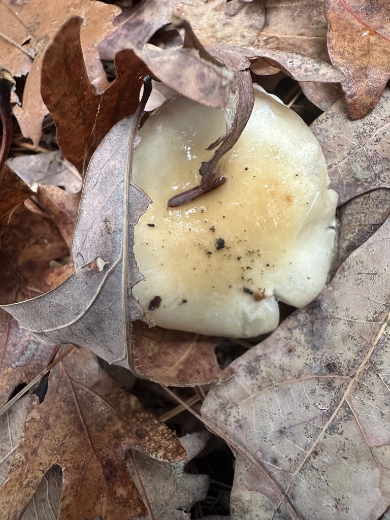 Hygrophorus flavodiscus · November 2025 · photo: © allison_rs (iNaturalist, cc0)