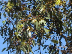 Eucalyptus cornuta