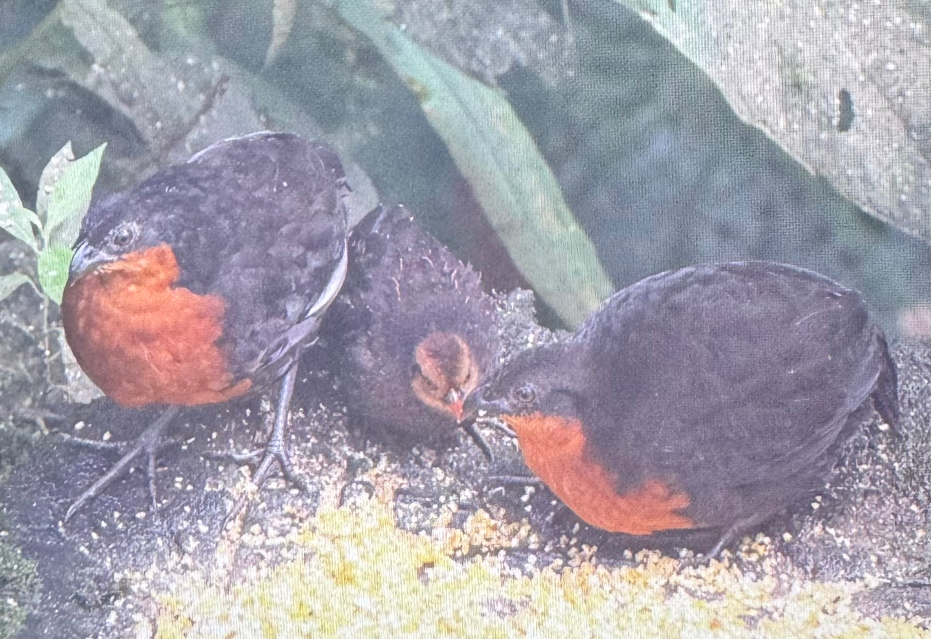 Dark-backed Wood Quail (Odontophorus melanonotus), photo 3