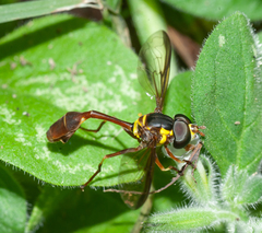 Salpingogaster punctifrons