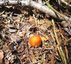 Cortinarius beeverorum