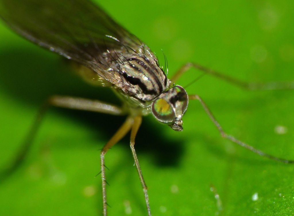 Sympycnus longipilus