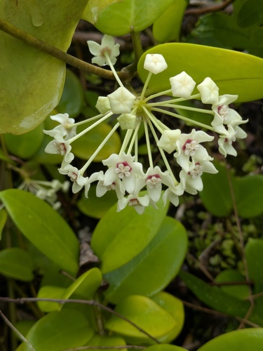 Hoya australis observed 2025-11-12