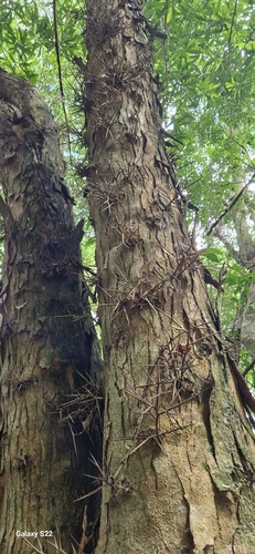 Gleditsia amorphoides, photograph 4