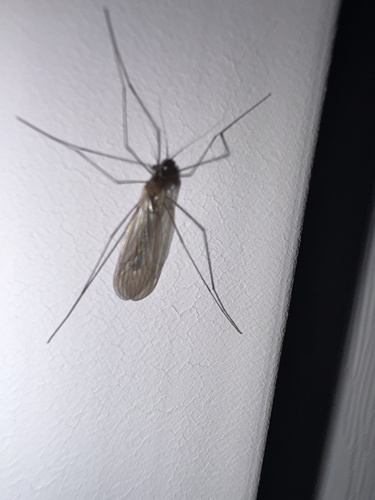 Unknown species found near Chestnut St, Gardiner, ME, US