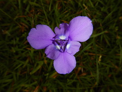 Ennealophus foliosus