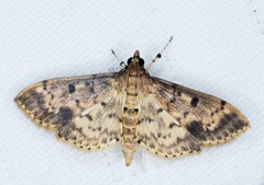 Herpetogramma cynaralis