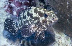 Epinephelus polyphekadion