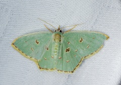 Comostola meritaria