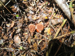 Cortinarius beeverorum
