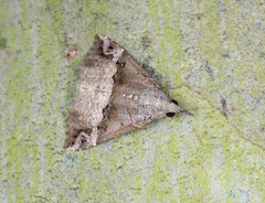 Hypena cidarioides